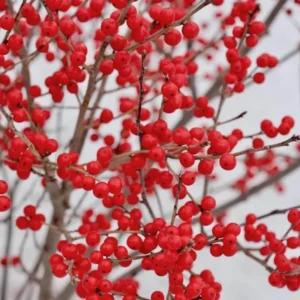 Red Winterberry Plant, 4 Inch Pot - Ilex Holly