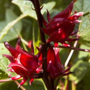 Roselle Jamaican Sorrel Live Plant, 4 to 7 Inch Tall Hibiscus Plant Edible Flower Starter Plant