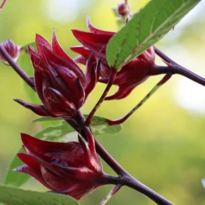 Roselle Jamaican Sorrel Live Plant, 4 to 7 Inch Tall Hibiscus Plant Edible Flower Starter Plant