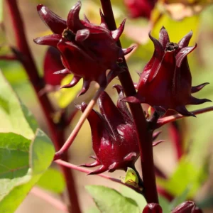 Roselle Jamaican Sorrel Live Plant, 4 to 7 Inch Tall Hibiscus Plant Edible Flower Starter Plant