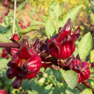 Roselle Jamaican Sorrel Live Plant, 4 to 7 Inch Tall Hibiscus Plant Edible Flower Starter Plant