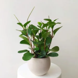 Rubber Plant Live Indoor 4 Inch Pot - Peperomia Plant