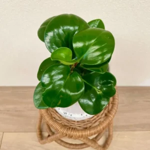 Rubber Plant Live Indoor 4 Inch Pot - Peperomia Plant