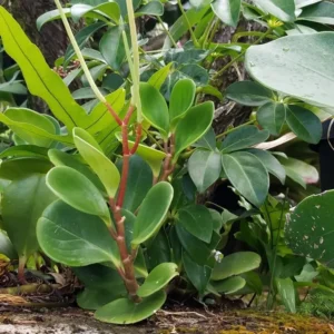 Rubber Plant Live Indoor 4 Inch Pot - Peperomia Plant