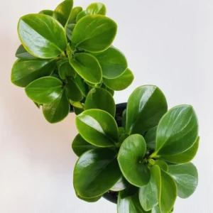 Rubber Plant Live Indoor 4 Inch Pot - Peperomia Plant