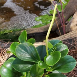 Rubber Plant Live Indoor 4 Inch Pot - Peperomia Plant