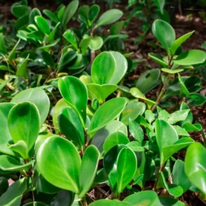 Rubber Plant Live Indoor 4 Inch Pot - Peperomia Plant