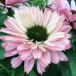 Salmon Echinacea Plant, 2.5 Inch Pot - Coneflower