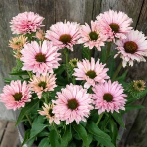 Salmon Echinacea Plant, 2.5 Inch Pot - Coneflower