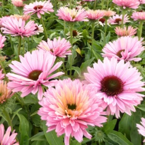 Salmon Echinacea Plant, 2.5 Inch Pot - Coneflower