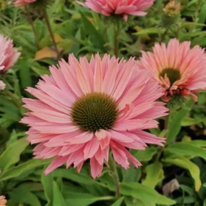 Salmon Echinacea Plant, 2.5 Inch Pot - Coneflower