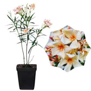 Salmon Oleander Plants - Live Flower Plant Set - Garden Ready - 5-7 Inch