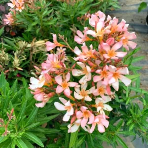 Salmon Oleander Plants - Live Flower Plant Set - Garden Ready - 5-7 Inch