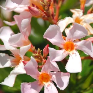 Salmon Oleander Plants - Live Flower Plant Set - Garden Ready - 5-7 Inch