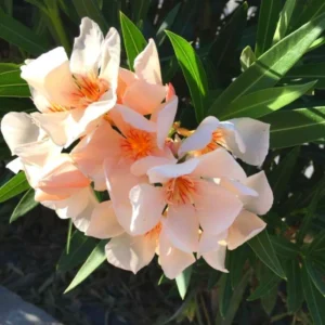 Salmon Oleander Plants - Live Flower Plant Set - Garden Ready - 5-7 Inch