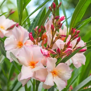 Salmon Oleander Plants - Live Flower Plant Set - Garden Ready - 5-7 Inch