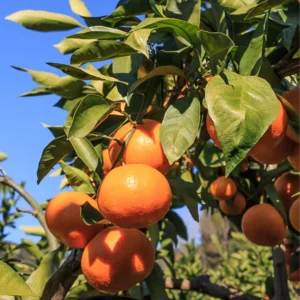 Satsuma Mandarin Tree - 2 to 3 Feet - Fruit Tree - Easy to Grow