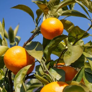 Satsuma Mandarin Tree - 2 to 3 Feet - Fruit Tree - Easy to Grow