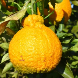 Shiranui Mandarin Tree - 2 to 3 Feet - Fruit Tree Sapling