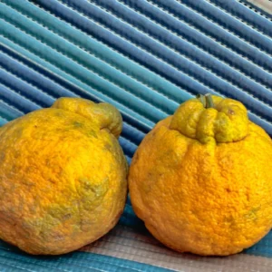 Shiranui Mandarin Tree - 2 to 3 Feet - Fruit Tree Sapling