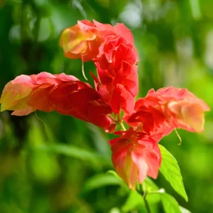 Shrimp Plant Live - 4-6 Inch Tall Flowering Plant - Indoor Outdoor Growing