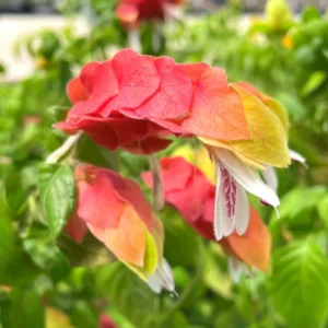 Shrimp Plant Live Red Outdoor Plant 5-8 Inches