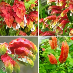 Shrimp Plant Live Red Outdoor Plant 5-8 Inches