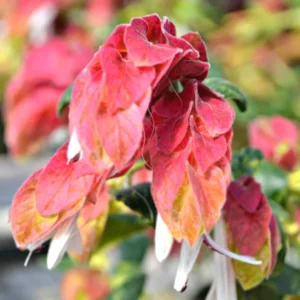 Shrimp Plant Live Red Outdoor Plant 5-8 Inches
