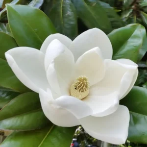 Southern Magnolia Tree - Magnolia Grandiflora - 8-10 Inch Ornamental Tree