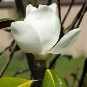 Southern Magnolia Tree - Magnolia Grandiflora - 8-10 Inch Ornamental Tree