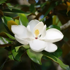 Southern Magnolia Tree - Magnolia Grandiflora - 8-10 Inch Ornamental Tree