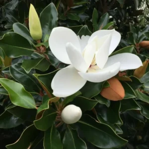 Southern Magnolia Tree - Magnolia Grandiflora - 8-10 Inch Ornamental Tree