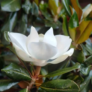 Southern Magnolia Tree - Magnolia Grandiflora - 8-10 Inch Ornamental Tree