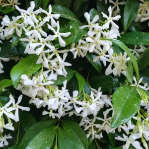 Star Jasmine Plant Live - 2 Pack 3-6 Inch Tall Potted Jasmine - Outdoor Indoor