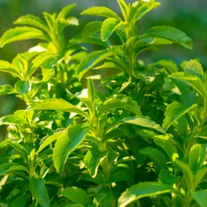 Stevia Herb Live Plants 2 Pack - Sweet Leaf Plant for Home Garden