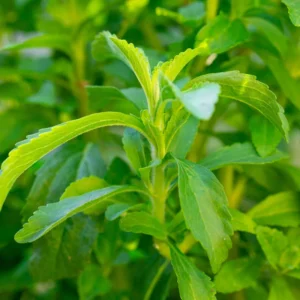 Stevia Herb Live Plants 2 Pack - Sweet Leaf Plant for Home Garden