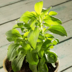 Stevia Herb Live Plants 2 Pack - Sweet Leaf Plant for Home Garden