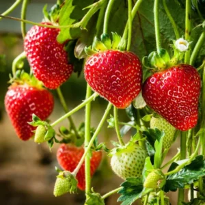Strawberry Plants 10 Bare Roots for Planting - Garden Ready