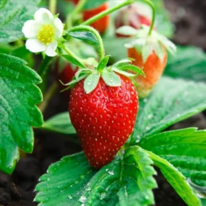 Strawberry Plants 10 Bare Roots for Planting - Garden Ready