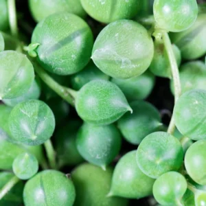 String of Pearls Plant - Live Succulent - 4 Inch Pot - Trailing Indoor Plant