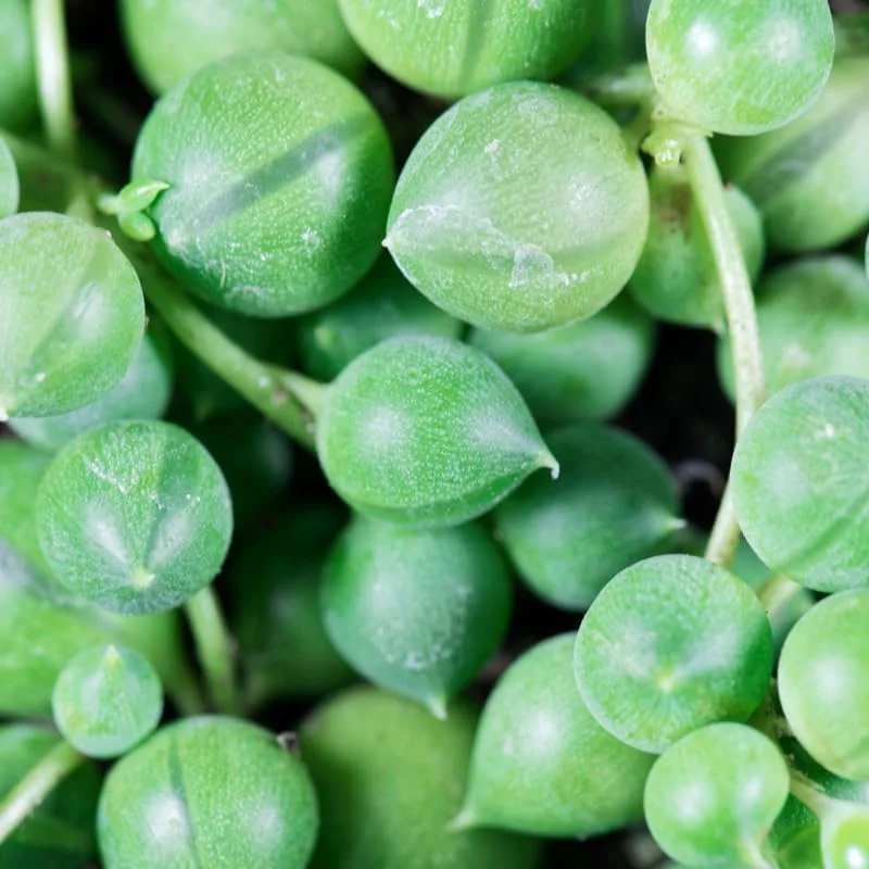 String of Pearls Plant - Live Succulent - 4 Inch Pot - Trailing Indoor Plant