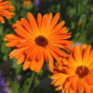 Sunset Gerbera Daisy Plants Live - 2 Pack - 3-5 Inch Tall Daisy Plant Pot