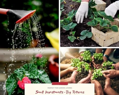 Swedish Ivy Plants - 2 Live Plectranthus Houseplant Starters - Green Mint Ivy