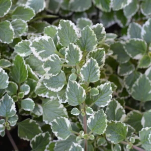 Swedish Ivy Plectranthus Live Plants Mix Purple Golden Vine Indoor Houseplant