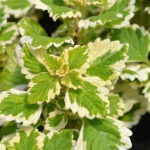 Swedish Ivy Plectranthus Live Plants Mix Purple Golden Vine Indoor Houseplant