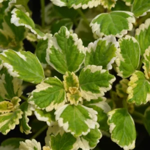 Swedish Ivy Plectranthus Live Plants Mix Purple Golden Vine Indoor Houseplant