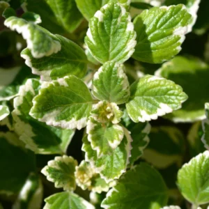 Swedish Ivy Plectranthus Live Plants Mix Purple Golden Vine Indoor Houseplant