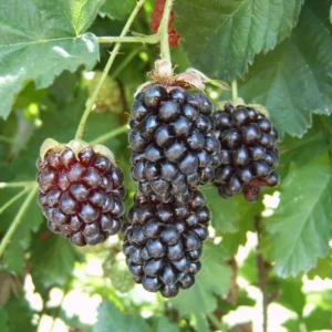Sweet Boysenberry Plants - 2 Live Berry Plants 5-8 Inch Tall - Outdoor Garden Starter