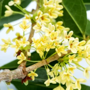 Sweet Olive Plant - 6 Inch Potted Osmanthus Fragrans - Fragrant Blooms