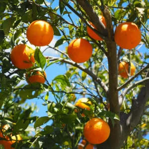 Sweet Orange Tree - Fruit Tree - 2 to 3 Feet - Garden Ready